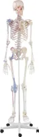 Skelett "Bert" mit Muskelmarkierungen und Bandapparat Anatomisches Skelett Muskelbemalung und Gelenkbändern