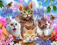 NORIMPEX Malerei nach einer Katzennummern 40 x 50 5545