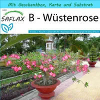 SAFLAX - Geschenk Set - Bonsai - Wüstenrose - 8 Samen - Mit Geschenk- / Versandbox, Versandaufkleber, Geschenkkarte und Anzuchtsubstrat - Adenium obesum