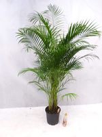 Palmenlager Phoenix roebelenii Zwergdattelpalme 180-200 cm/Stamm 60-70 cm/Zimmerpalme 