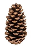 Pinus Maritima, Größe 10-14cm | Pinus pinaster