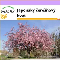 SAFLAX - Japonský čerešňový kvet - Prunus serrulata - 30 Semená