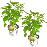 2x Hortensie \'Strong Annabelle\' - Hortensie - Strauch - Winterhart – ⌀19 cm - ↕40-50 cm