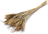 Trockenblumenbund Setaria in Natur, 76 cm