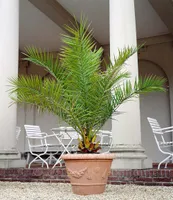 BALDUR Garten Kanarische Dattelpalme, 1 Pflanze, Phoenixpalme, winterhart bis -6° C, Grünpflanze, mehrjährig - frostfrei halten, pflegeleicht, Wasserbedarf gering, Phoenix canariensis