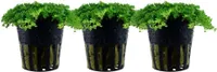 Aquarium Wasserpflanze 3 Stück Hemianthus callitrichoides Tropica Nr.048B Set