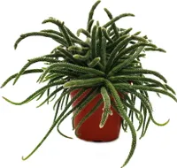 Rhipsalis baccifera horrida - koralový kaktus - v 12cm kvetináci - izbová sukulentná rastlina