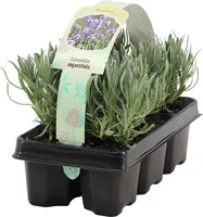 Lavendel FloraSelf Lavandula angustifolia H 5-20 cm
