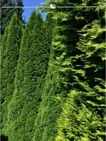 Lebensbaum Thuja Smaragd 120-140 cm, 40x Heckenpflanze