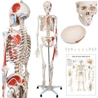 1 1 Lebensgroßes menschliches Skelett Fuß Knöchel Anatomie Anatomie Modell 