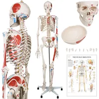 Jago® Menschliches Anatomie Skelett 181.5 cm - mit Muskelbemalungdetails, inkl. Schutzabdeckung, mit Ständer, Standfuss und Lehrgrafik Poster, Lebensgroß - Lernmodell, Lehrmittel, klassisches Skelett