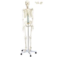 Bewegliches Deko Skelett Modellskelett Gerippe Halloween Dekoration Figur 160 cm 