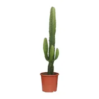 Kaktusová ostrica - Euphorbia Acrurensis - Izbová rastlina - Ø17cm - ↕50cm