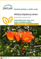 SAFLAX - Africký tulipánový strom - Spathodea campanulata - 30 Semená