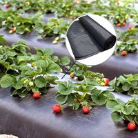 Wachstumsvlies Vlies Frostschutz Wachstumvlies Erdbeerenvlies 19g 37,5m x 3,2m 