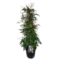Jasmin - Jasminum polyanthum - Höhe 60-70cm - ⌀17cm