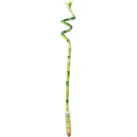 Paket] 10er-Set Glücksbambus gerade - Höhe ca. 50 cm, Topf-Ø 5 cm - Lucky  Bamboo