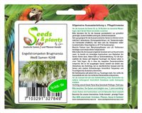 6x Engelstrompeten Brugmansia Weiß Strauch Pflanzen - Samen #248