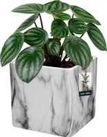 KOTARBAU® Kvetináč keramický 12 x 12 cm štvorcový mramorový matný kvetináč keramický kvetináč na izbové rastliny kvetináč moderný mramorový vzhľad malé kvetináče kvetináč keramický kvetináč na orchideu keramický Ü