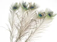 Pfauenfedern in Natur, 5 Stück, Größe ca. 75-90cm | Deko-Feder