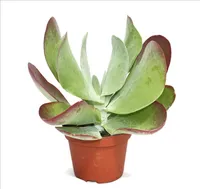 Kalanchoe thyrsiflora "Red Lips" - v kvetináči 10,5 cm