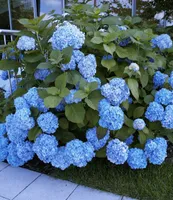 BALDUR Garten Bauern-Hortensien 'Générale Vicomtesse de Vibraye®', 1 Pflanze, Wuchs ist kompakt, Hydrangea macrophylla, winterhart, blühend, Hydrangea macrophylla