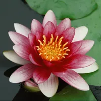 Lawana Seerose Nymphaea Attraction Red - in Kokosfasern vorgewachsene Seerose