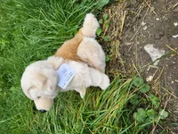 Uni Toys sitzender Golden Retriever groß Kuscheltier Plüschtier Stofftier Hund Dog Welpe