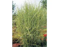 Ozdobnica čínska FloraSelf Miscanthus sinensis 'Strictus' 10-150 cm kvetináč 6 l