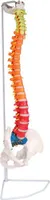flexible Wirbelsäule, didaktisch, didaktische Wirbelsäule, Modell Wirbelsäule