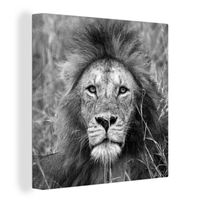 Leinwandbild Kunst-Druck 100x50 Bilder Tiere Löwen-Porträt 