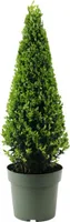 Cesmína vroubkovaná pyramida FloraSelf Ilex crenata 'Jenny' průměr cca 55 cm květináč 4 l