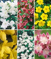 BALDUR Garten 5 Meter Blüh-Hecken-Kollektion, Blütenhecke 6 Pflanzen, bienenfreundlich (außer Forsythie), Forsythie, Weigelie, Jasmin, Deutzie, Potentilla, Spirea, winterhart, blühend