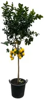 Citrusový citrón - 260 cm - Ø50 cm