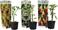 Brugmansie - 3 ks. - Brugmansia - Výška 25-40cm - ⌀9cm