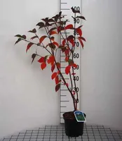 Cornus alba 'Kesselringii' - Hartriegel 60- 80 cm Container