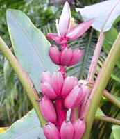 BALDUR Garten Rosa Zwerg-Banane, 1 Pflanze, Musa velutina Keniabanane, exotische Bananen-Rarität, mehrjährig - frostfrei halten, Bananen-Früchte essbar