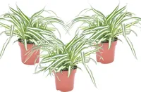 Grünlilie - 3 Stk - Chlorophytum comosum 'Atlantic' - Höhe 25-40cm - ⌀12cm