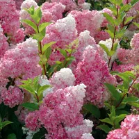 2 x hortenzie - Hydrangea paniculata Vanilla Strawberry - 40-50 cm nádoba 40-50 cm nádoba