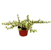 Zimmerpflanze - Portulacaria afra var. - Jadebaum - 12cm Topf
