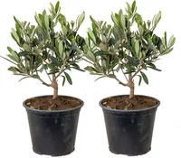 2x Olea europaea - Olivenbaum - Mittelmeerbaum - Winterhart – ⌀14 cm - ↕20-30 cm