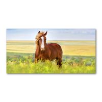 Wandbilder 100x50 Glasbild Druck auf Glas Pferde Tiere 