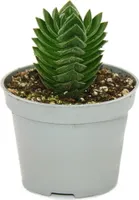 Sukulent - Crassula Buddha's Temple - Mini hrncek - 6 cm
