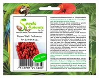 100x Riesen rote Walderdbeeren Obst Pflanzen - Samen #111