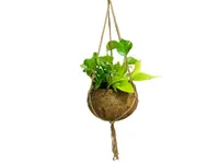 Kokodama Epipremnum Neon a Epipremnum Aureum (XL)