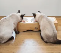 Navaris Futterstation Futternäpfe für Katzen und Hunde - Futternapf Set aus Porzellan - 3x Fressnapf Katzennapf - spülmaschinenfest