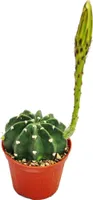 Echinopsis subdenundata - malá rastlina v 5,5 cm hrnci
