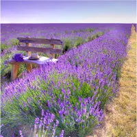 levandeo Glasbild 30x30cm Wandbild Glas Lavendel Feldweg Landschaft Deko