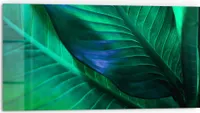 DEQORI Küchenrückwand Glas 80x40 cm 'Tropenblattstruktur' Spritzschutz Bad Rückwand