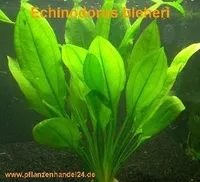 10 x Echinodorus Bleheri, Wasserpflanze, barschfest